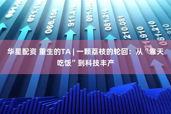 华星配资 重生的TA | 一颗荔枝的轮回：从“靠天吃饭”到科技丰产